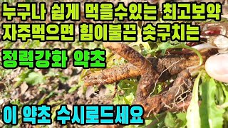 민들레(포공영)―누구나 당장이라도 돈을 들이지 않고 먹을 수 있는 최고의 보약