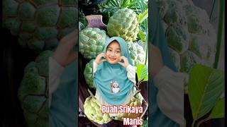 Buah Srikaya manis #shorts