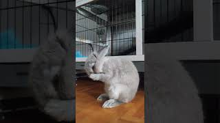 so this is love❤ #shorts #bunny #june #petlovers #netherlanddwarf #cutebaby #rabbit #love #grooming