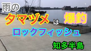 雨の夕マヅメは爆釣なロックフィッシュ 知多半島