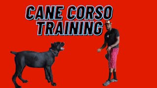 The Cane Corso Training Tips For Beginners: Dos and Don’ts