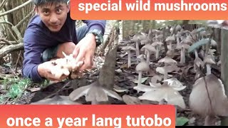 wild mushrooms sa pangasinan subrang dami.kaboti hunting..