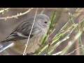 草の芽を食べるベニマシコのメス 群馬県・榛名山周辺 （野鳥動画）