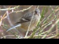 草の芽を食べるベニマシコのメス 群馬県・榛名山周辺 （野鳥動画）