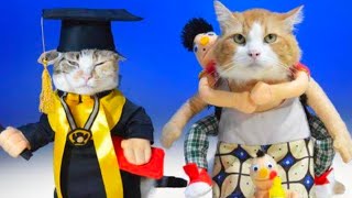 funny animal video 2023 Cats and dogs kompilasi part 7