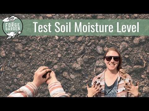 How to test the soil for the correct moisture level How to test the soil for the correct moisture level