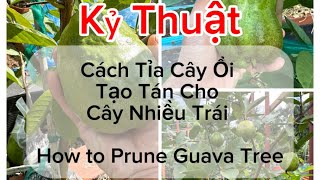 Kỷ Thuật Tỉa Cành Tạo Tán Cho Cây Ổi Có Nhiều Trái. How to Trim Guava Tree For Big Fruits Production