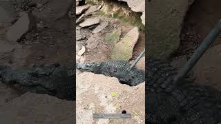 Process Of Using A Metal Pipe To Drive The Crocodile Into The Pool From A Hole In The Farm !