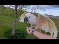 Cockatoo Urges Mom To Hurry Home Before The Rain! ⛈️