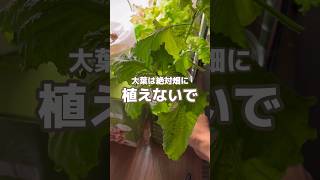 大葉は絶対畑に植えないで🌱#youtubeshorts #家庭菜園 #家庭菜園初心者 #大葉栽培 #水耕栽培