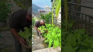 Planting tips My house on the top of the small vegetable garden every day to share the experience