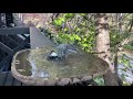 お家で鳥見！（ペンション風の季）