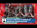 Harga Jual Lobster di Simeulue Turun Drastis