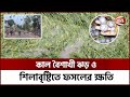 ৫ হাজার হেক্টর জমির বোরো ধান ক্ষতিগ্রস্থ শেরপুরে | Boro Paddy | Sherpur | Baishakhi Storm |Channel24