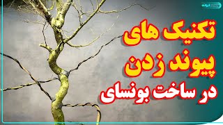 جلسه ششم دوره آموزشی بونسای| چطورمی تونیم با تکنیک پیوند زدن،‌ خودمون بونسای درست کنیم