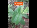 இந்தச் செடி என்ன செடினு சொல்லுங்க ytshorts organic vivasayam agriculture natural food love