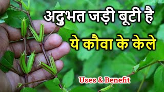 कौआ के केले - बहुत काम की जड़ी बूटी है II  उखाड़कर नहीं फेंके। Corchorus Aestuans Benefits & uses .