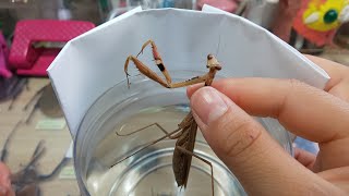 コカマキリ♀️のハリガネムシ検査してみた