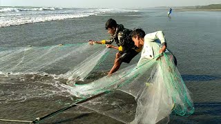 বঙ্গোপসাগরে টানা  জাল দিয়ে  বাটা মাছ শিকার Catching nets drawn in the Bay of Bengal