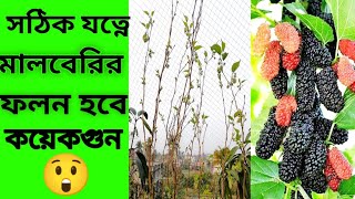 মালবেরির ফলন বৃদ্ধির জন্য করতে হবে সঠিক উপায়ে যত্ন।খুব সহজেই মালবেরি গাছের যত্ন জেনে নিনি।