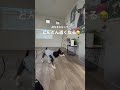 おやつが待ちきれなくてどんどん遠くなる愛犬が可愛い過ぎですww shorts