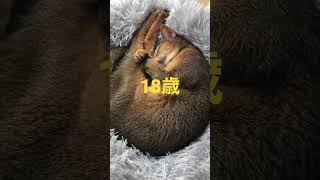 18歳まだまだ元気！ #shorts #猫動画 #アビシニアン #cat #まな猫