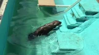 【京都市動物園 ヤブイヌ】カリカ潜水