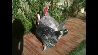 Guerra tra Tacchini (turkeys)