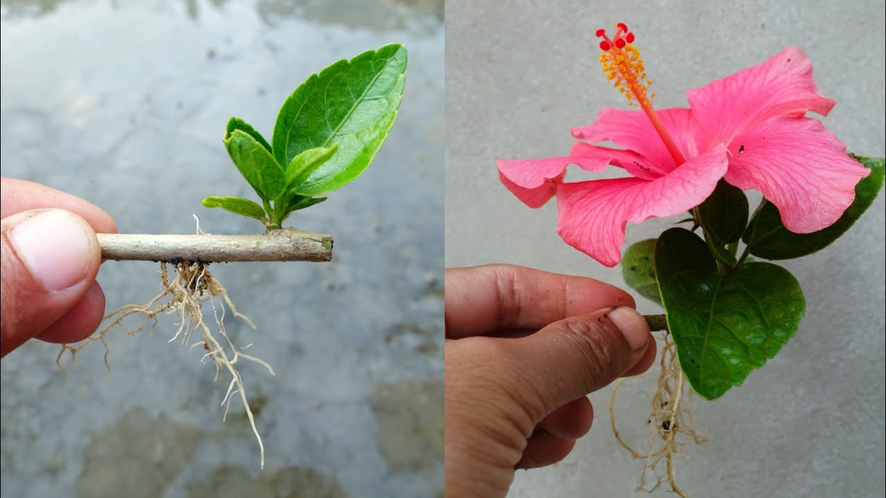 Try Growing Hibiscus Using New Method | How To Grow Hibiscus Flower ...