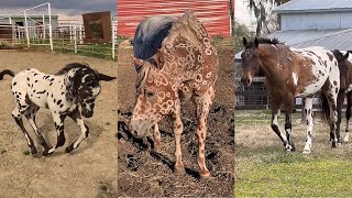 Incredible APPALOOSA horses and foals pt 4 // compilation