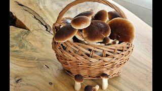 Pestujeme huby doma - Poľnička Topoľová (Cyclocybe aegerita) Pioppino Mushroom