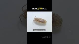 공벌레가 갑각류인 이유 ㄷㄷ