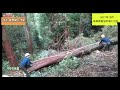 ③樹齢200年　高野槙　伐×5本　ねらい打ち🌳中村林業 奈良県 nakamura forestry nara japan