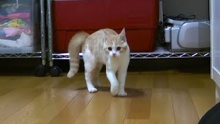 やんのかステップ初心者な猫の生意気なオラオラ歩き #shorts #きにゃこ物語