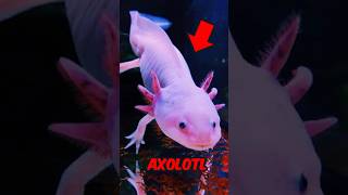 Animals That Are Going Extinct In 2025