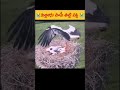 😭పిల్లలను చంపే తల్లి పక్షి 😭 birds lifestyle explore birds