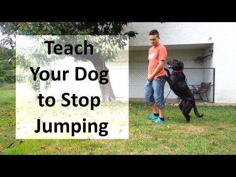 How to Train Your Dog to Stop Jumping Up on People How to Train Your Dog to Stop Jumping Up on People