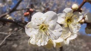 梅の花の香り漂う「佐野市梅林公園」2017年2月25日 Prunus mume、Japanese apricot : 栃木県佐野市富士町