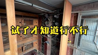 养鸽子这件事情上，别人的经验只能作为参考，亲身经历更适合自己