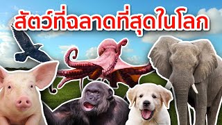 8 สัตว์ที่ฉลาดที่สุดในโลก