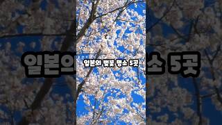 일본의 아름다운 벚꽃 명소 5곳 #일본 #japan #sakura #명소 #일본 #일본여행