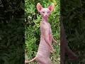 sphynx cat dance 🤓🤓 #shorts #cat #funny #cute #catlover #animals #animal #cutecat #trending #dance