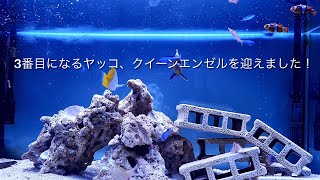 復活への道❷ 次に迎えた子は我が家の3番目になるヤッコ、クイーンエンゼルです!