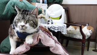 動物病院再来院☆リキちゃんは病院猫ちゃんと仲良くなれるかな？☆尿検査の結果【リキちゃんねる　猫動画】Cat videos キジシロ猫のいる暮らし