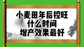 一分钟知道，麦田年后控旺，什么时间增产效果最好！#农业种植