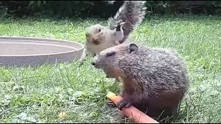 Squirrel dropkicks groundHog remake