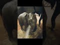 Most Funny and Cute Baby Elephant Video Compilation -Best funny video ever #shorts #elephant #funny