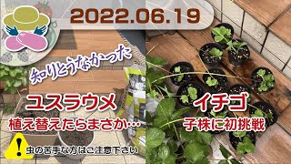 20220619【閲覧注意】ユスラウメ植替・イチゴ子株