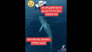 এটি সেই বুলু হুয়েল গেমের সুর যা শুনে শত শত তরুণ আত্মহত্যা করেছে।#beautiful_music