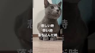 いつもこの子に元気をもらってます #ロシアンブルー #猫 #猫のいる暮らし #猫のいる幸せ